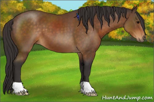 Horse Color:Buckskin 