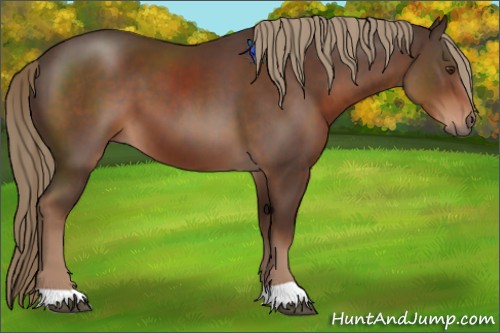 Horse Color:Liver Chestnut