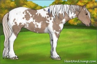 Horse Color:White Spotted Silver Grullo Tobiano 