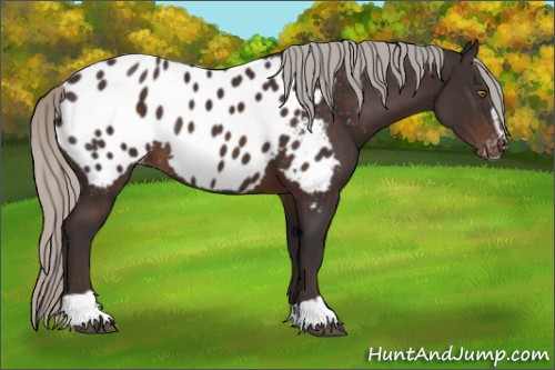 Horse Color:Silver Brown Sabino Appaloosa Rabicano 