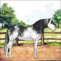 Horse Color:White Spotted Black Splash