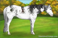 Horse Color:White Spotted Black 