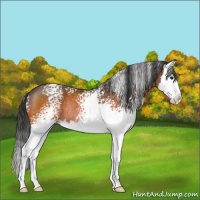Horse Color:White Spotted Bay Splash Rabicano 