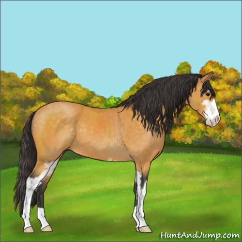 Horse Color:Buckskin Sabino 