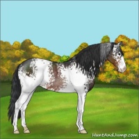 Horse Color:White Spotted Brown Rabicano 