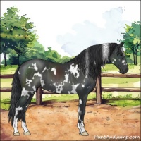 Horse Color:White Spotted Black