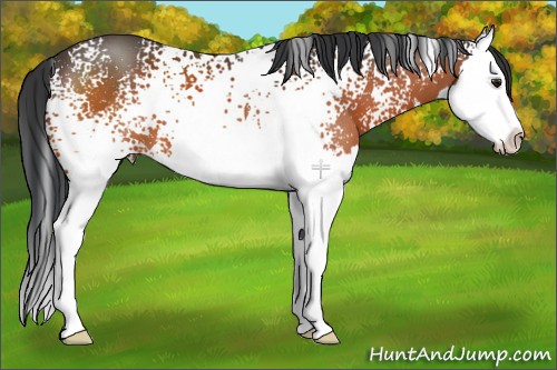 Horse Color:White Spotted Brown Splash 
