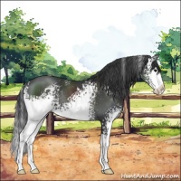 Horse Color:White Spotted Black Splash Rabicano 