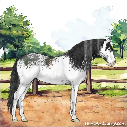 Horse Color:White Spotted Black Sabino 