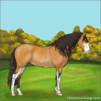 Horse Color:Buckskin Sabino Rabicano 
