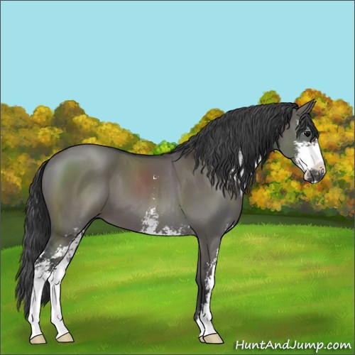 Horse Color:Grullo Sabino 