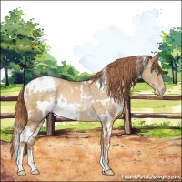 Horse Color:White Spotted Buckskin Pearl 