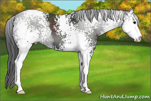 Horse Color:White Spotted Black Sabino 
