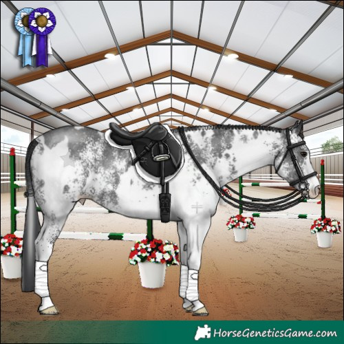 Horse Color:White Spotted Black 