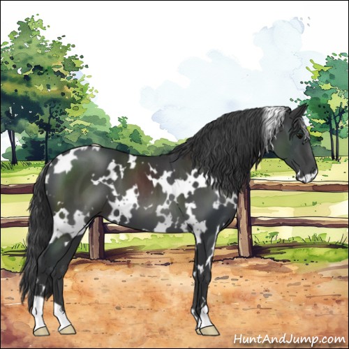 Horse Color:White Spotted Black 