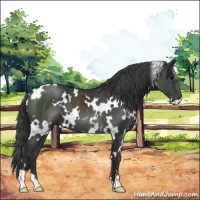Horse Color:White Spotted Black 