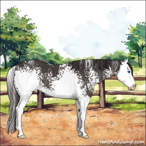 Horse Color:White Spotted Smoky Black Splash
