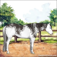 Horse Color:White Spotted Smoky Black Splash 