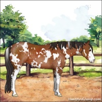 Horse Color:White Spotted Buckskin Sabino 