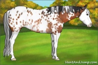 Horse Color:White Spotted Brown Splash Appaloosa Rabicano 