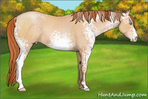 Horse Color:White Spotted Buckskin Pearl Sabino 