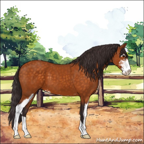 Horse Color:Buckskin Sabino 