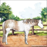 Horse Color:White Spotted Black Pearl Splash Appaloosa 
