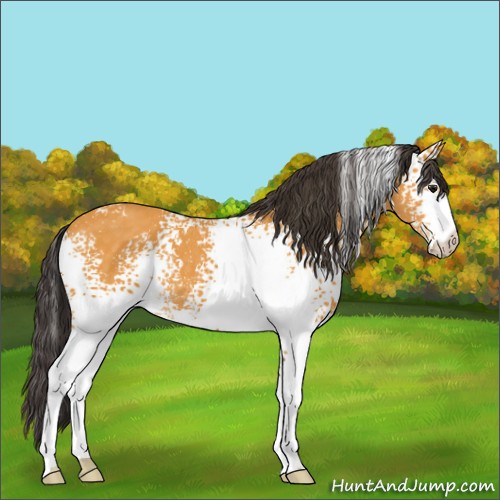 Horse Color:White Spotted Buckskin