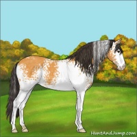 Horse Color:White Spotted Buckskin 