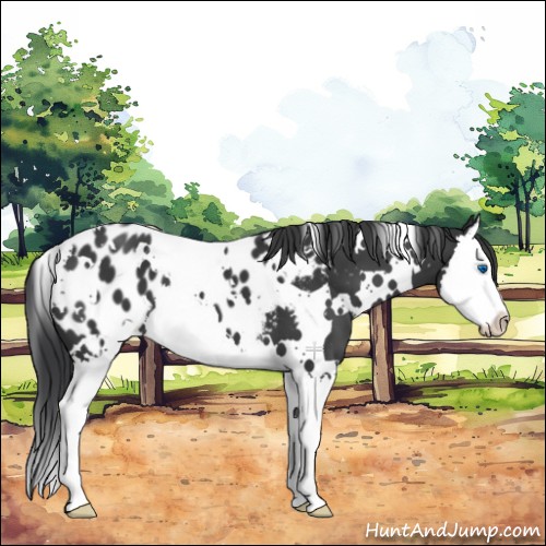 Horse Color:White Spotted Black Splash Appaloosa 