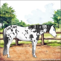 Horse Color:White Spotted Black Splash Appaloosa 