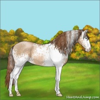 Horse Color:White Spotted Smoky Black Pearl 
