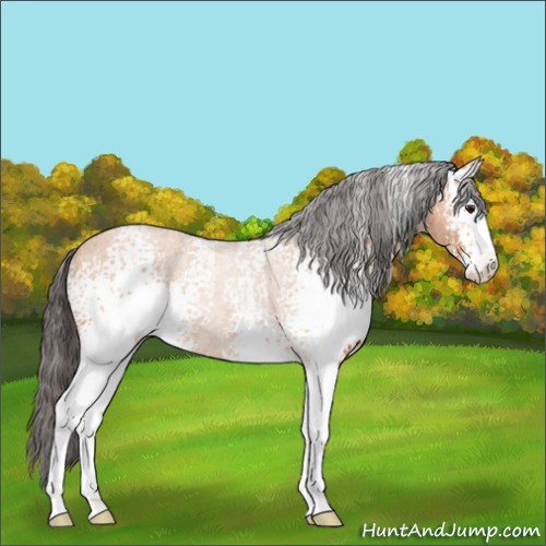 Horse Color:White Spotted Buckskin Sabino 