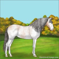 Horse Color:White Spotted Buckskin Sabino 