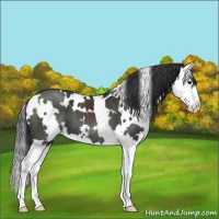 Horse Color:White Spotted Black Splash 