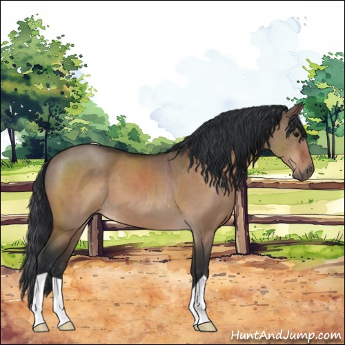 Horse Color:Bay Dun 