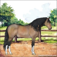 Horse Color:Bay Dun 