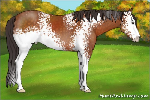 Horse Color:White Spotted Buckskin Sabino 