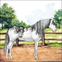 Horse Color:White Spotted Black Splash 