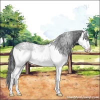 Horse Color:White Spotted Black Splash 