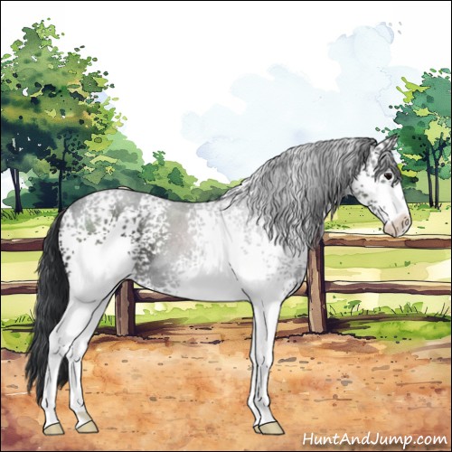 Horse Color:White Spotted Black Sabino 