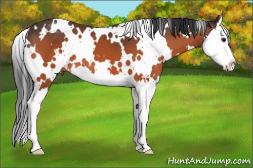 Horse Color:White Spotted Brown Splash 
