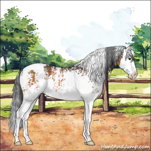 Horse Color:White Spotted Bay Splash Rabicano