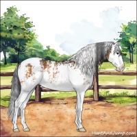 Horse Color:White Spotted Bay Splash Rabicano 