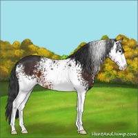 Horse Color:White Spotted Brown Sabino 