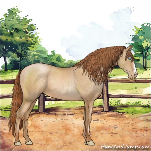 Horse Color:Buckskin Pearl 