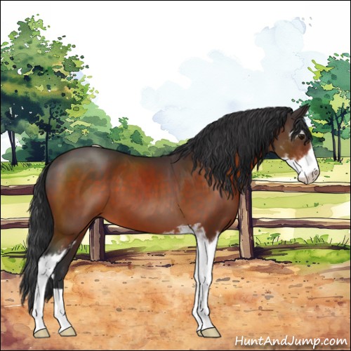 Horse Color:Brown Sabino 