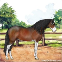 Horse Color:Brown Sabino 