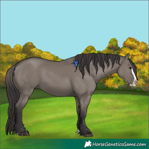 Horse Color:Smoky Grullo Splash 