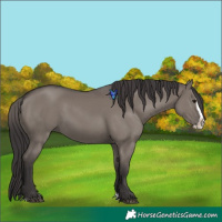 Horse Color:Smoky Grullo Splash 